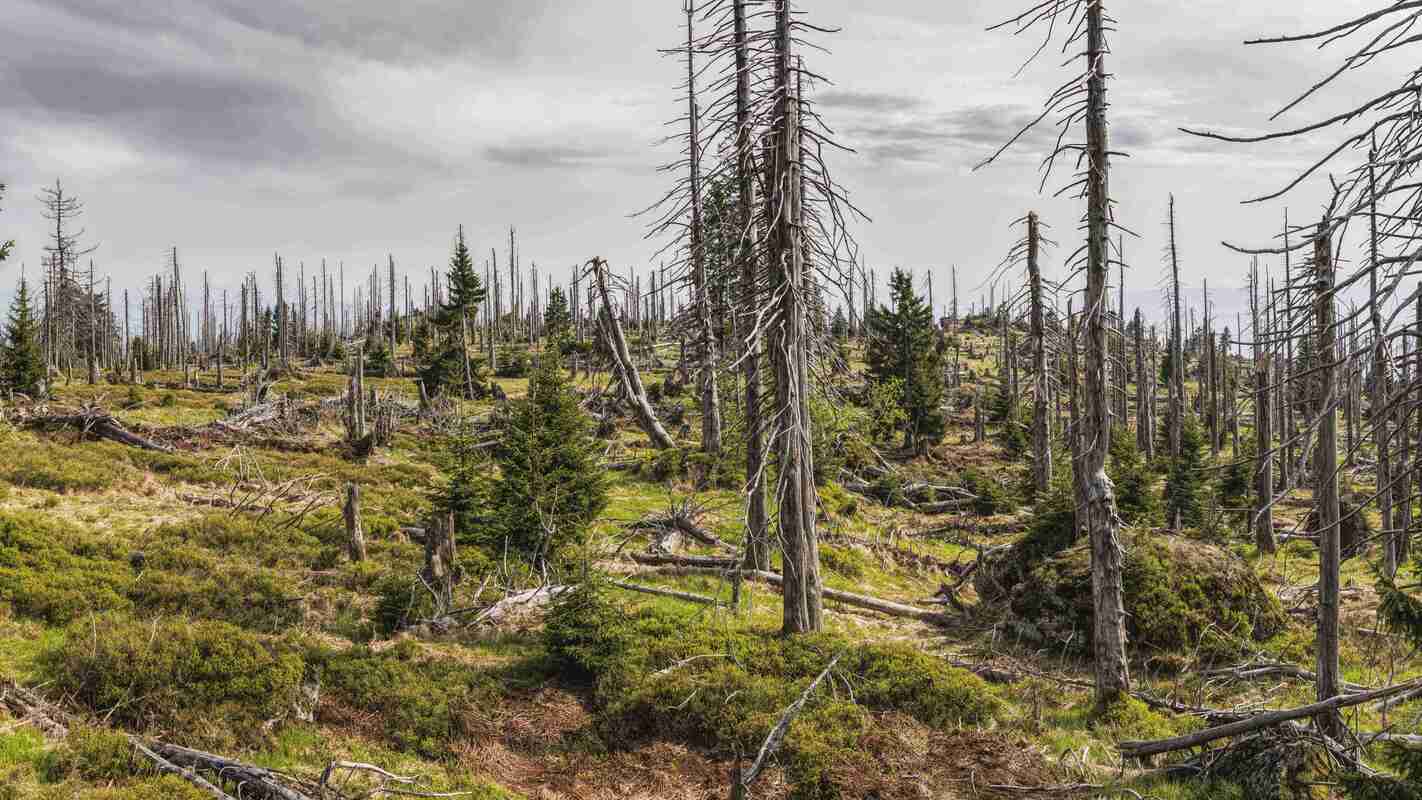 Forest.jpg
