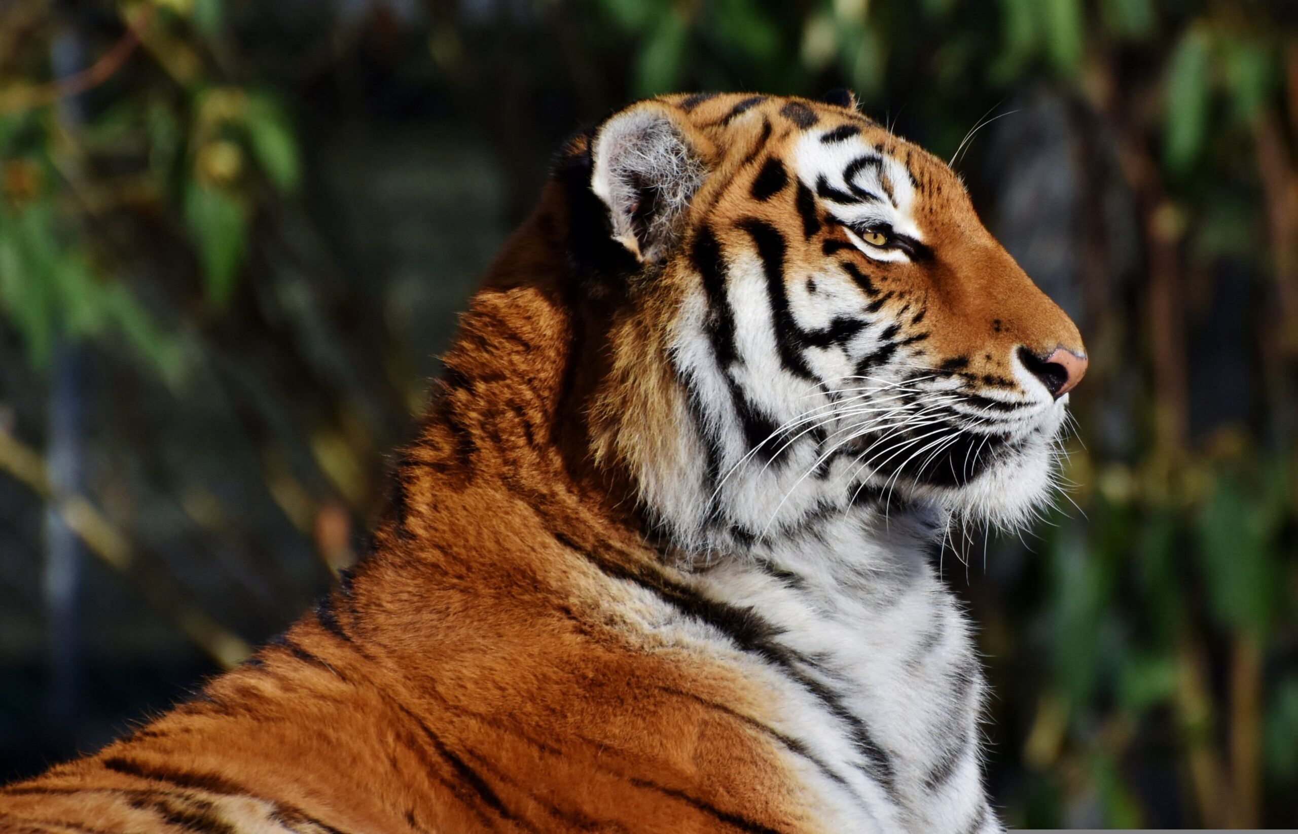 Independent Final Evaluation of the Integrated Tiger Habitat Conservation Programme Phase II and Phase III scaled