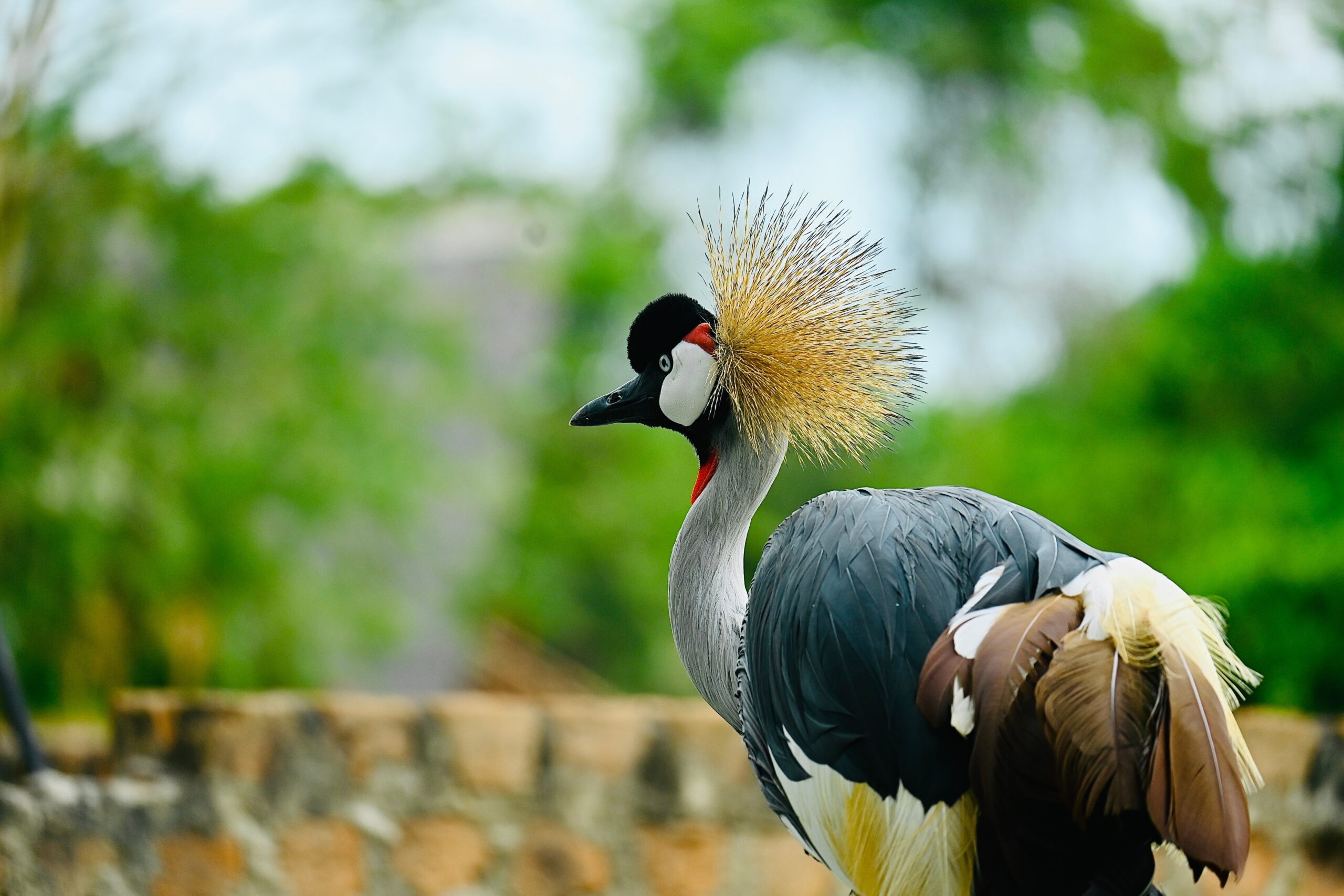 Uganda bird 1 scaled